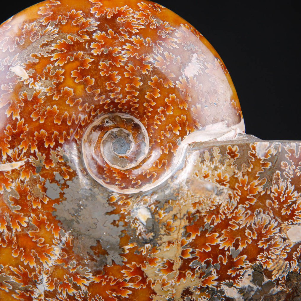 Πρώτης ποιότητας Κλεονικέρας Αμμόνητο - Ξύλινη και Χάλκινη Καλλιτεχνική Βάση. - Απολιθωμένα τμήματα - 184 mm - 156 mm #3.2