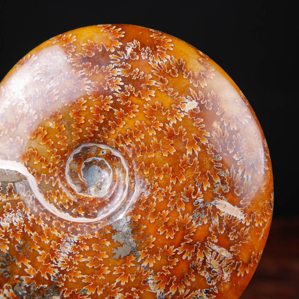 Πρώτης ποιότητας Κλεονικέρας Αμμόνητο - Ξύλινη και Χάλκινη Καλλιτεχνική Βάση. - Απολιθωμένα τμήματα - 184 mm - 156 mm #1.0