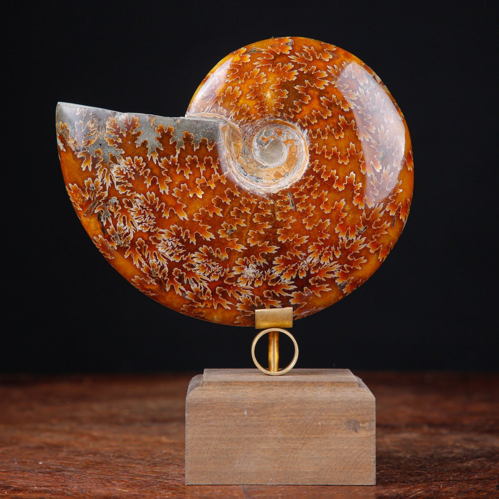 Ensiluokkainen Cleoniceras Ammonite - Puu- ja messingitaiteellinen jalusta. - Fossiilinkappale - 165 mm - 144 mm #1.0