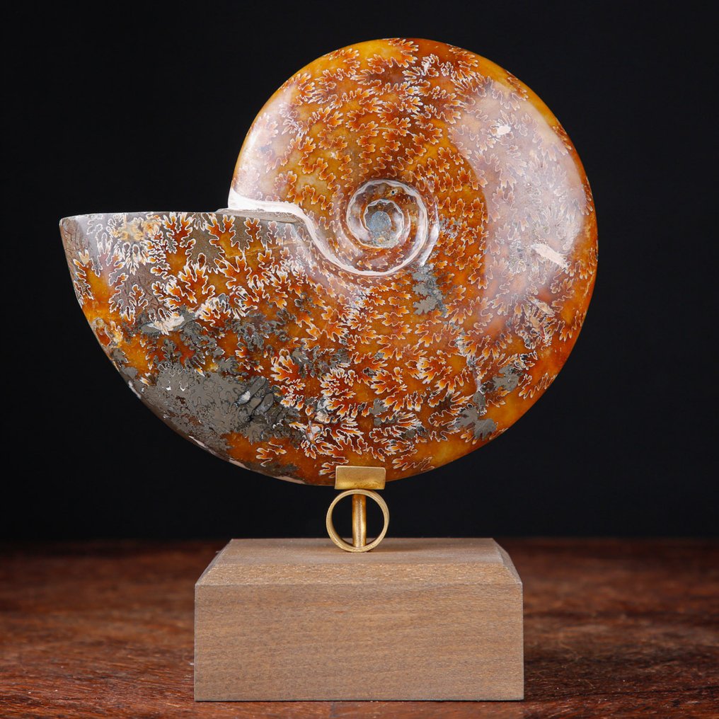 Πρώτης ποιότητας Κλεονικέρας Αμμόνητο - Ξύλινη και Χάλκινη Καλλιτεχνική Βάση. - Απολιθωμένα τμήματα - 184 mm - 156 mm #2.1