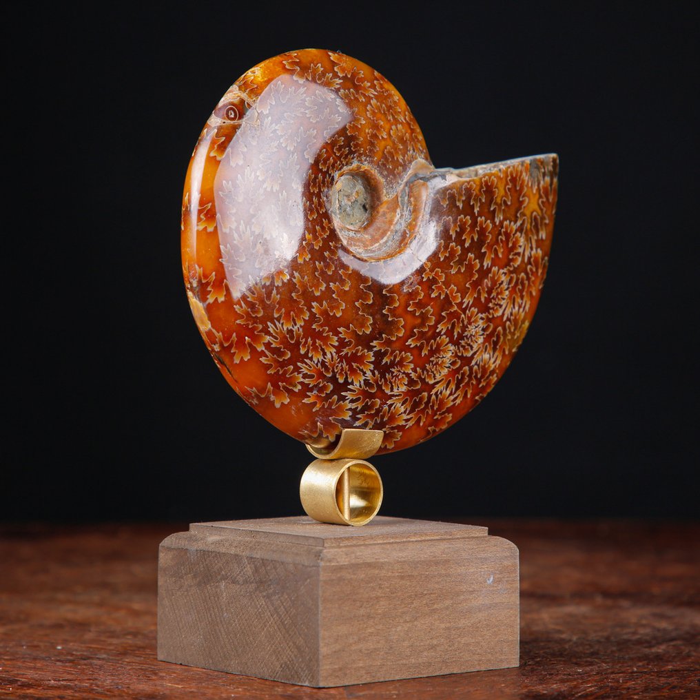 Ensiluokkainen Cleoniceras Ammonite - Puu- ja messingitaiteellinen jalusta. - Fossiilinkappale - 165 mm - 144 mm #4.3