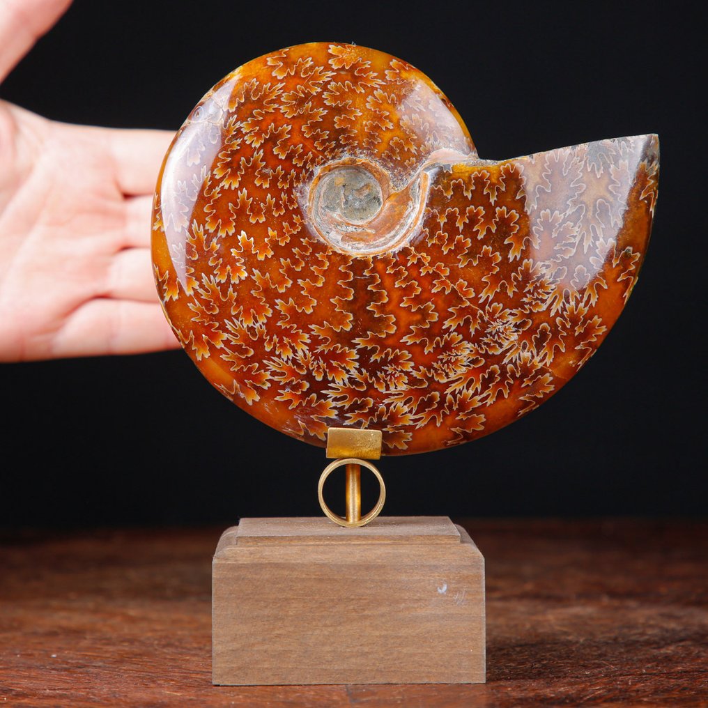 Ensiluokkainen Cleoniceras Ammonite - Puu- ja messingitaiteellinen jalusta. - Fossiilinkappale - 165 mm - 144 mm #1.0