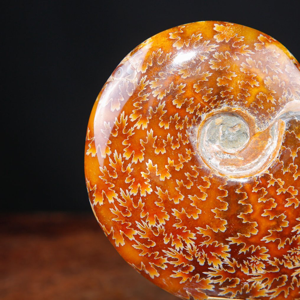 Ensiluokkainen Cleoniceras Ammonite - Puu- ja messingitaiteellinen jalusta. - Fossiilinkappale - 165 mm - 144 mm #3.2