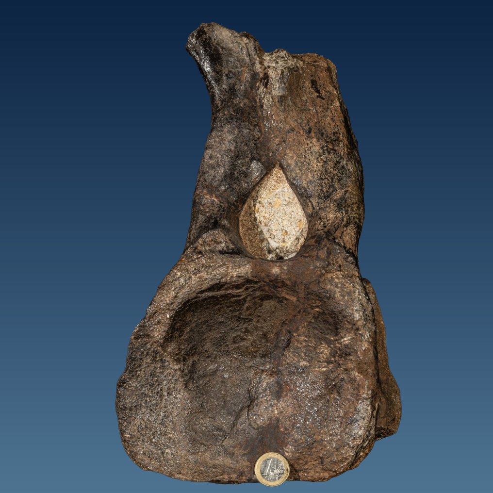 Veri vertebrati di dinosauro - ritrovamento raro - Osso fossile - Atlasaurus imelakei - 32 cm - 20 cm #1.0