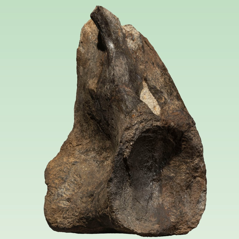 Veri vertebrati di dinosauro - ritrovamento raro - Osso fossile - Atlasaurus imelakei - 32 cm - 20 cm #4.3