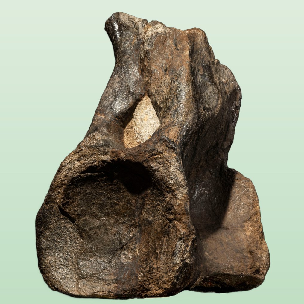 Veri vertebrati di dinosauro - ritrovamento raro - Osso fossile - Atlasaurus imelakei - 32 cm - 20 cm #3.2