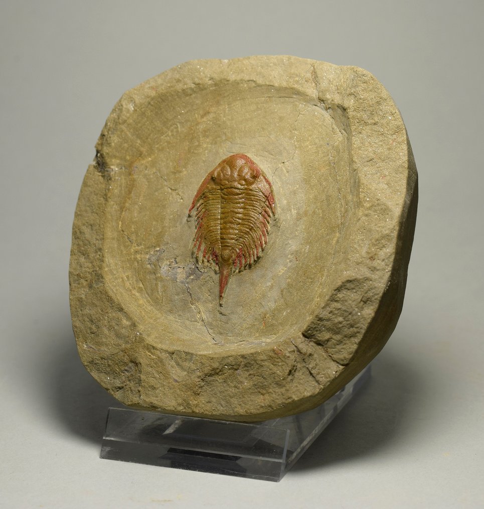 Trilobite rari e pregiati - Animale fossilizzato - Parvilichas marochii #2.1