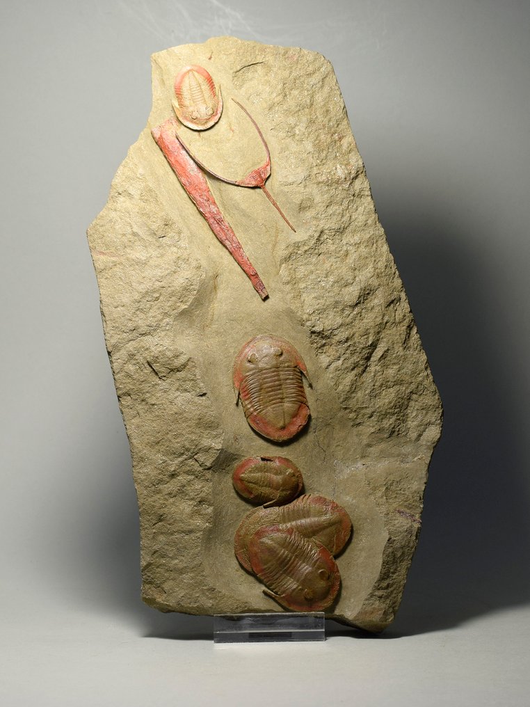 Εκπληκτικός συνδυασμός τριλοβίτη. - Απολιθωμένο ζώο - Asaphellus fezouatensis and Ampyx priscus #1.0