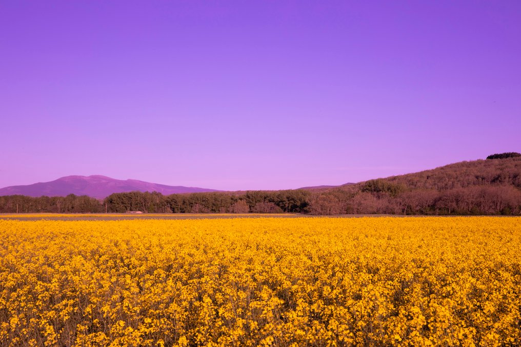 Viet Ha Tran - Purple sky #1.0