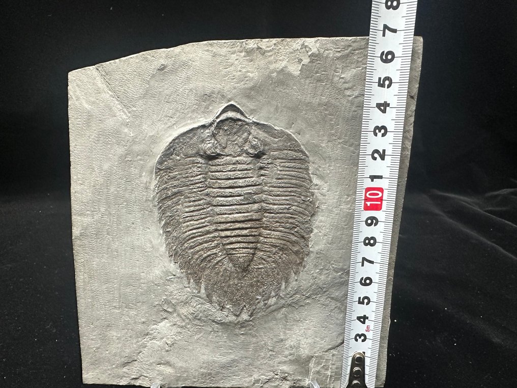 Trilobit - Forstenet dyr - Arctinurus boltoni - 17 cm - 15.7 cm #2.1