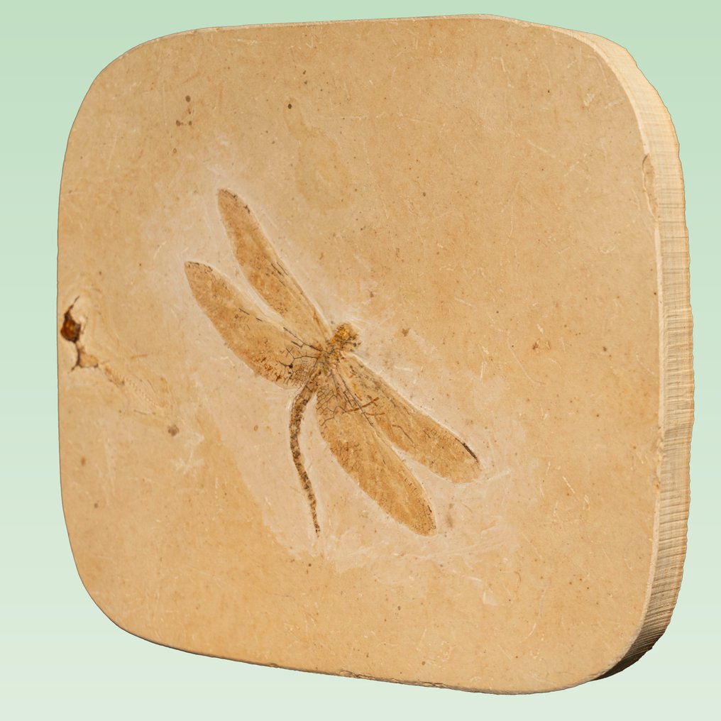 Beautiful 125 million years old dragonfly. - Fossilised animal - Gomphaeschnaoides obliquus - 144.44 mm - 121.6 mm #2.1