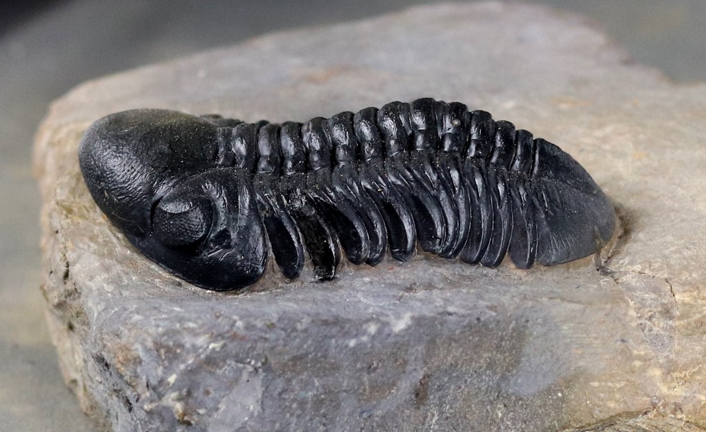 Finest trilobite - With perfect eyes, and two colors - Fossilised animal - Reedops cephalotes hamlagdadianus - 7.5 cm #4.3