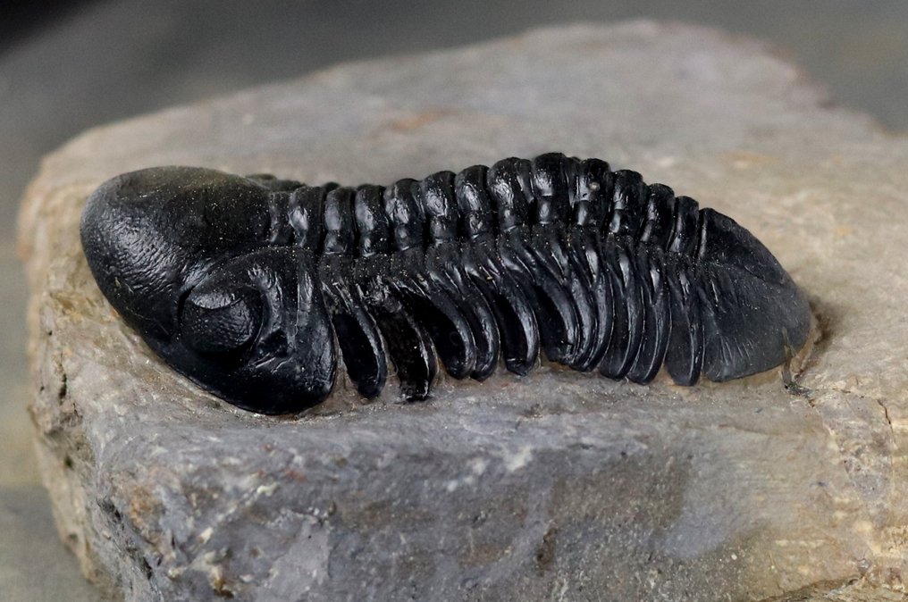 Finest trilobite - With perfect eyes, and two colors - Fossilised animal - Reedops cephalotes hamlagdadianus - 7.5 cm #3.2