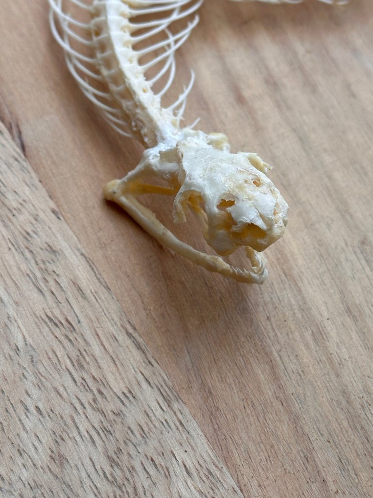 蓝色响尾蛇 - 可动骨架 动物标本剥制全身支架 - Bungarus candidus - 40 cm - 20 cm - 1.5 cm - 非《濒危物种公约》物种 - 1 #4.3