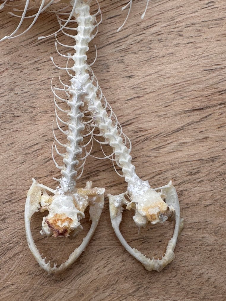 蛇 標本全身支架 - Trimeresurus albolabris - 1.5 cm - 11 cm - 28 cm - 非《瀕臨絕種野生動植物國際貿易公約》物種 - 1 #1.0