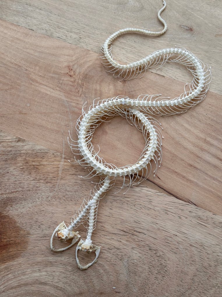 蛇 標本全身支架 - Trimeresurus albolabris - 1.5 cm - 11 cm - 28 cm - 非《瀕臨絕種野生動植物國際貿易公約》物種 - 1 #2.1