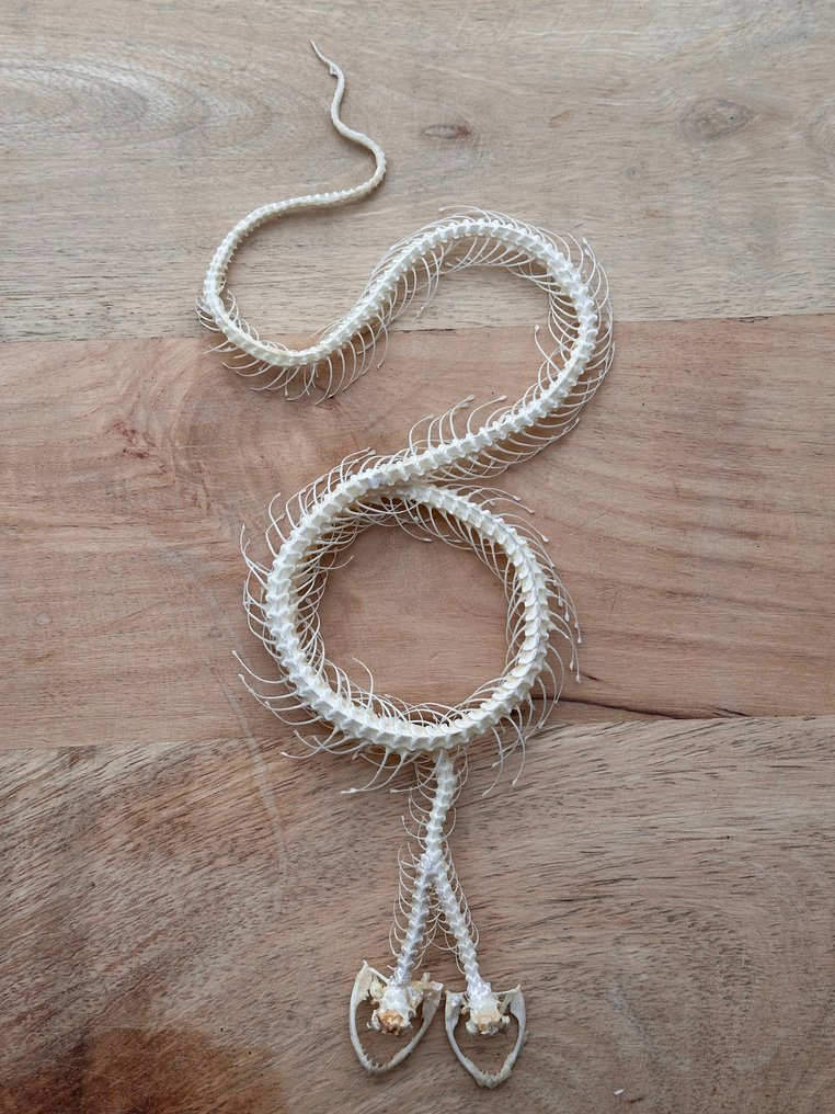 蛇 標本全身支架 - Trimeresurus albolabris - 1.5 cm - 11 cm - 28 cm - 非《瀕臨絕種野生動植物國際貿易公約》物種 - 1 #3.2