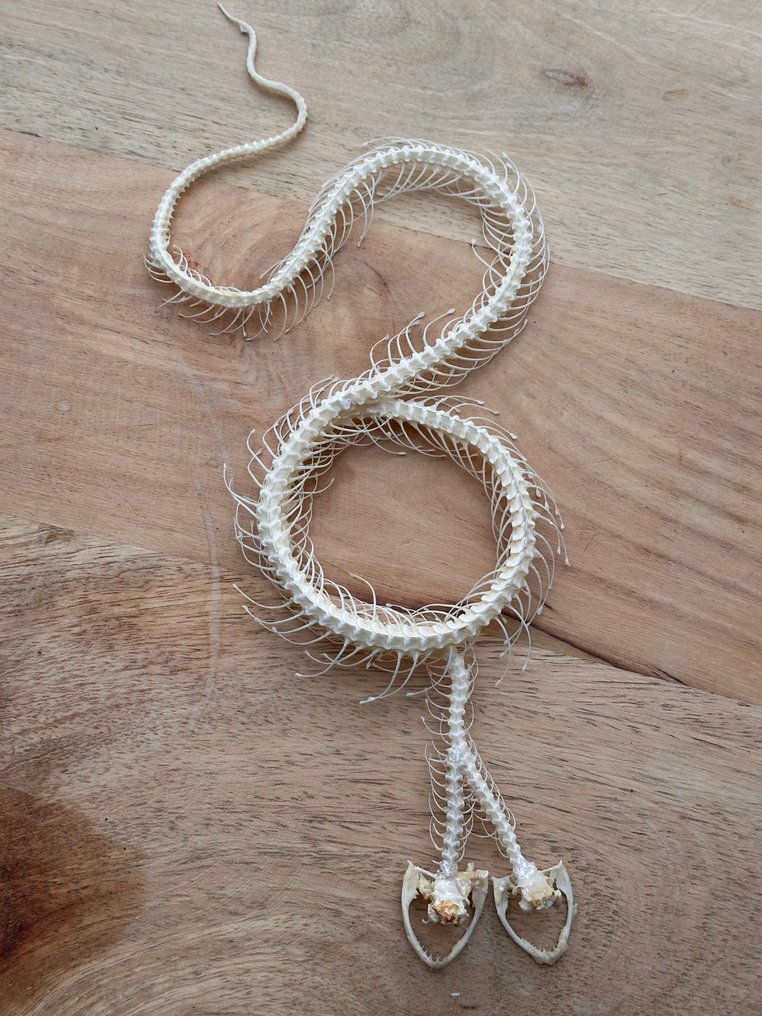 蛇 標本全身支架 - Trimeresurus albolabris - 1.5 cm - 11 cm - 28 cm - 非《瀕臨絕種野生動植物國際貿易公約》物種 - 1 #4.3