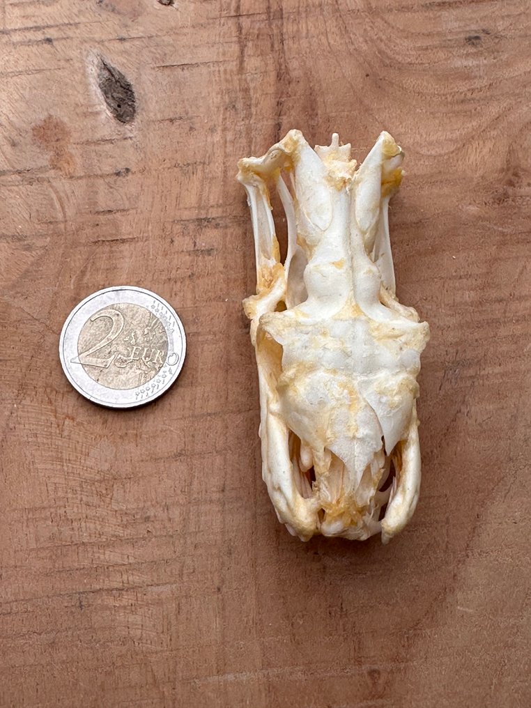 Serpente Allestimento tassidermico a corpo intero - Xenochrophis melanzostus - 2.5 cm - 3 cm - 4 cm - 1 #1.0