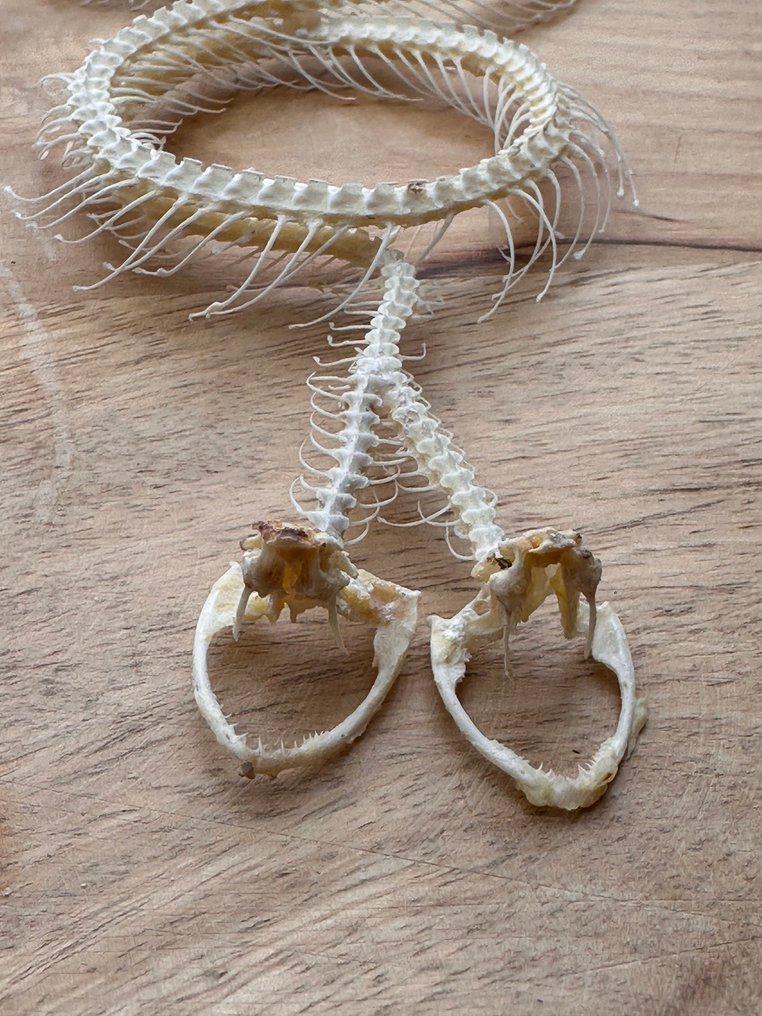 蛇 標本全身支架 - Trimeresurus albolabris - 1.5 cm - 11 cm - 28 cm - 非《瀕臨絕種野生動植物國際貿易公約》物種 - 1 #1.0