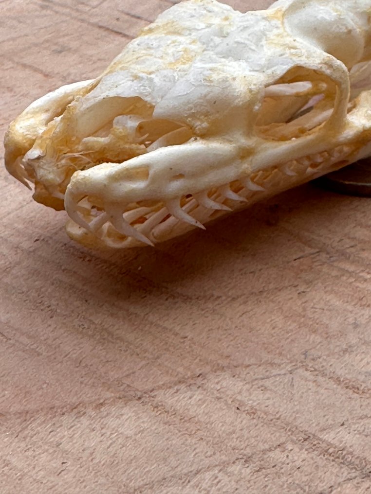 Serpente Allestimento tassidermico a corpo intero - Xenochrophis melanzostus - 2.5 cm - 3 cm - 4 cm - 1 #3.2