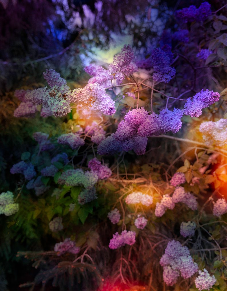 Viet Ha Tran - Like a dream #1.0