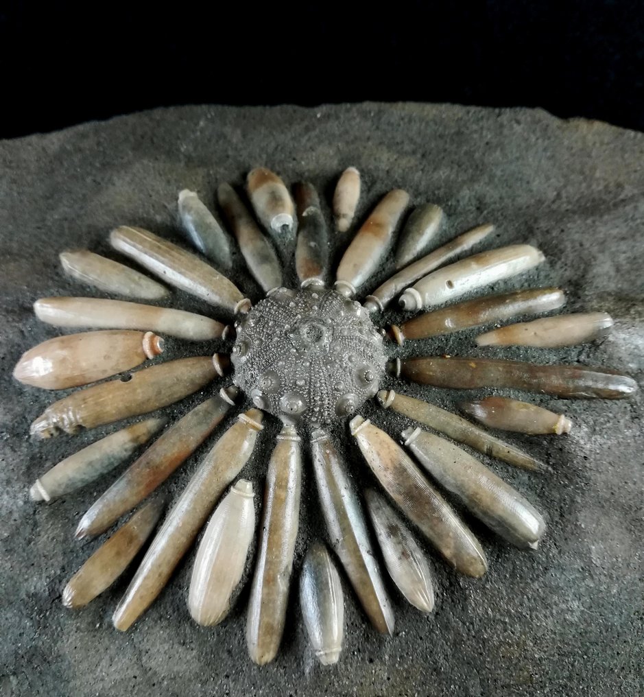Sjøpinnsvin - Fossile dyr - Gymnocidaris koechlini - 22 cm - 16 cm #1.1