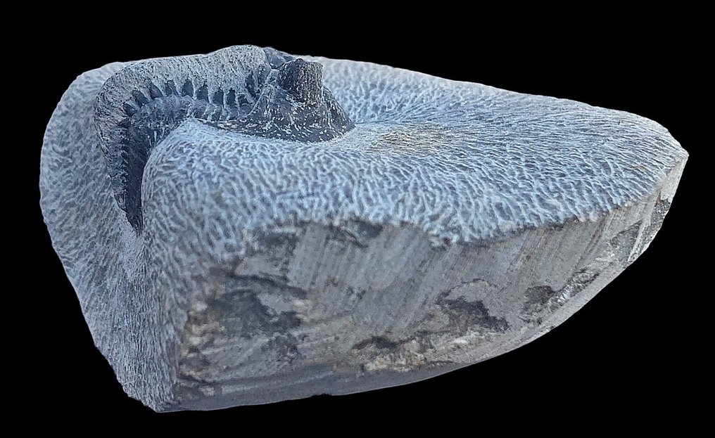 Tagget trilobitt - Fossile dyr - Erbenochile issomourensis #2.1