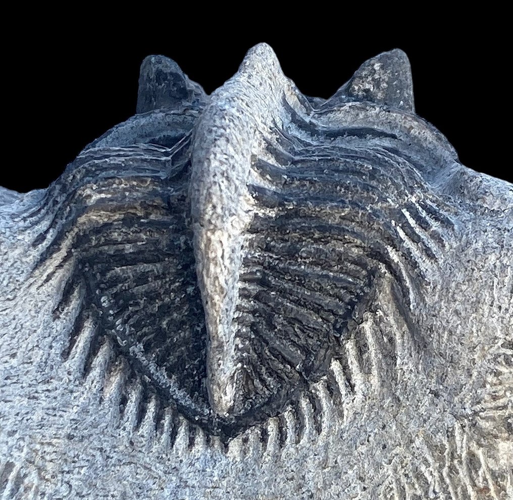 Tagget trilobitt - Fossile dyr - Erbenochile issomourensis #1.2