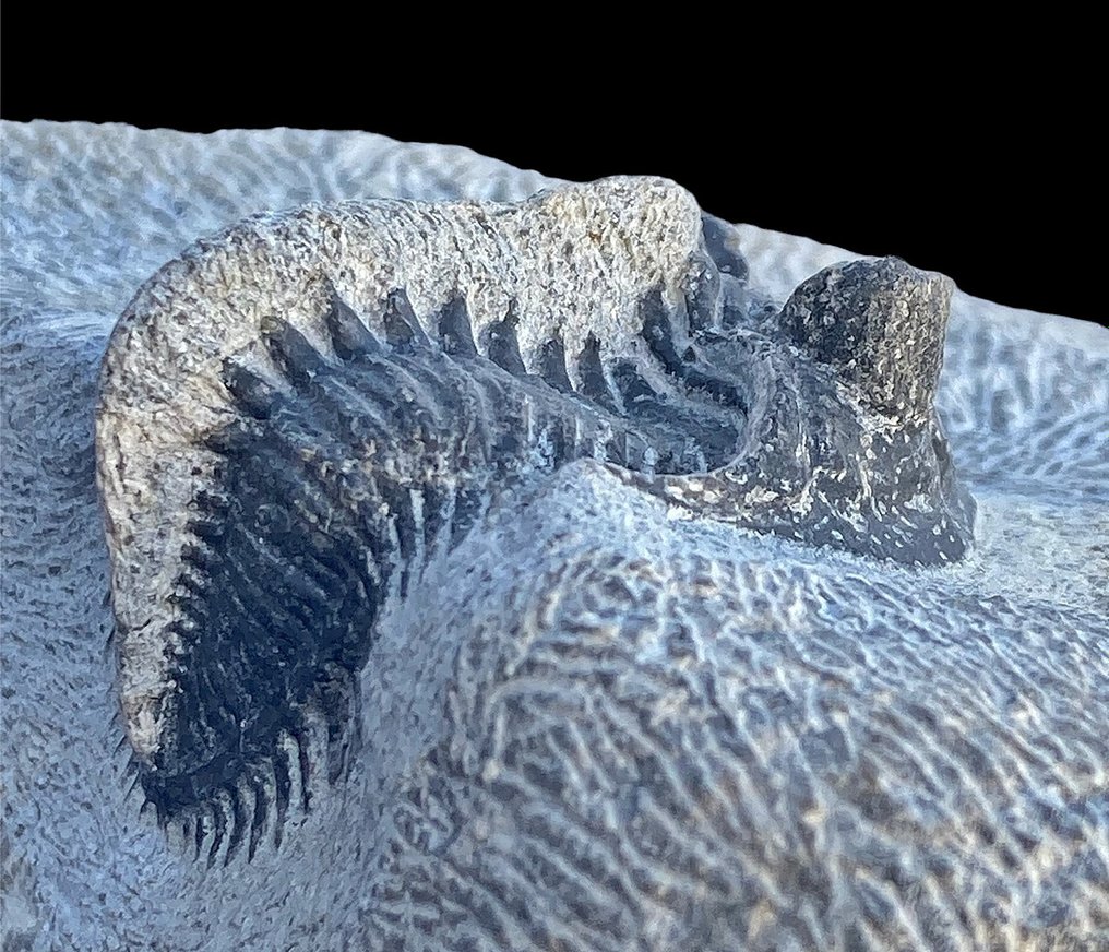Tagget trilobitt - Fossile dyr - Erbenochile issomourensis #1.1