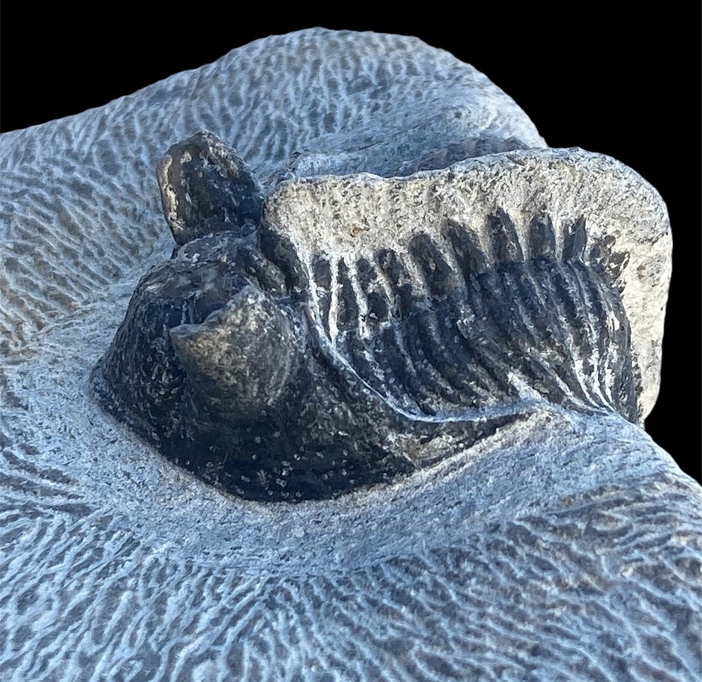 Tagget trilobitt - Fossile dyr - Erbenochile issomourensis #3.3