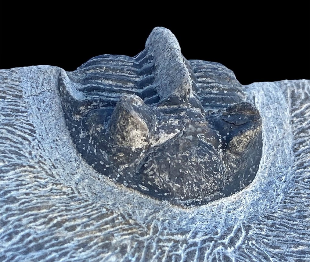 Tagget trilobitt - Fossile dyr - Erbenochile issomourensis #3.2