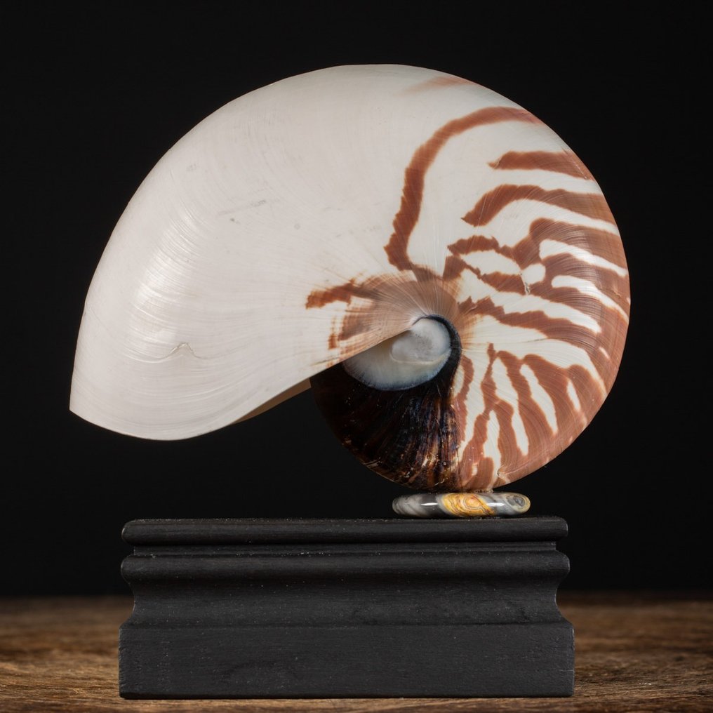 Gekammerte Nautilus-Muschel auf Holzsockel - Seemuschel - Nautilus pompilius - 180 x 164 x 85 mm #1.2