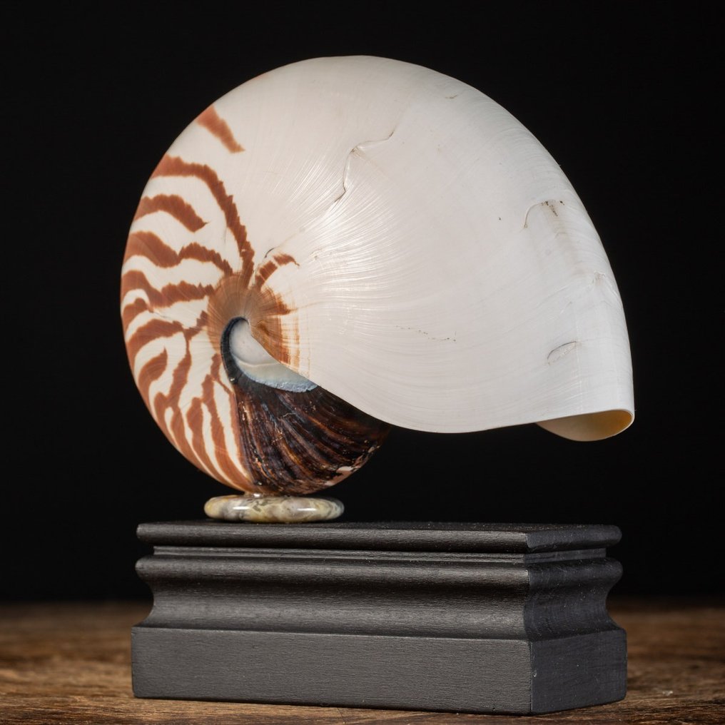 Gekammerte Nautilus-Muschel auf Holzsockel - Seemuschel - Nautilus pompilius - 180 x 164 x 85 mm #2.1