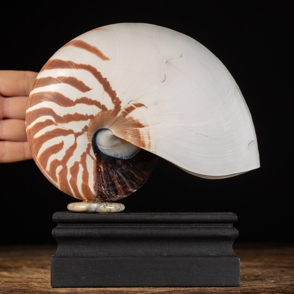 Gekammerte Nautilus-Muschel auf Holzsockel - Seemuschel - Nautilus pompilius - 180 x 164 x 85 mm #1.1