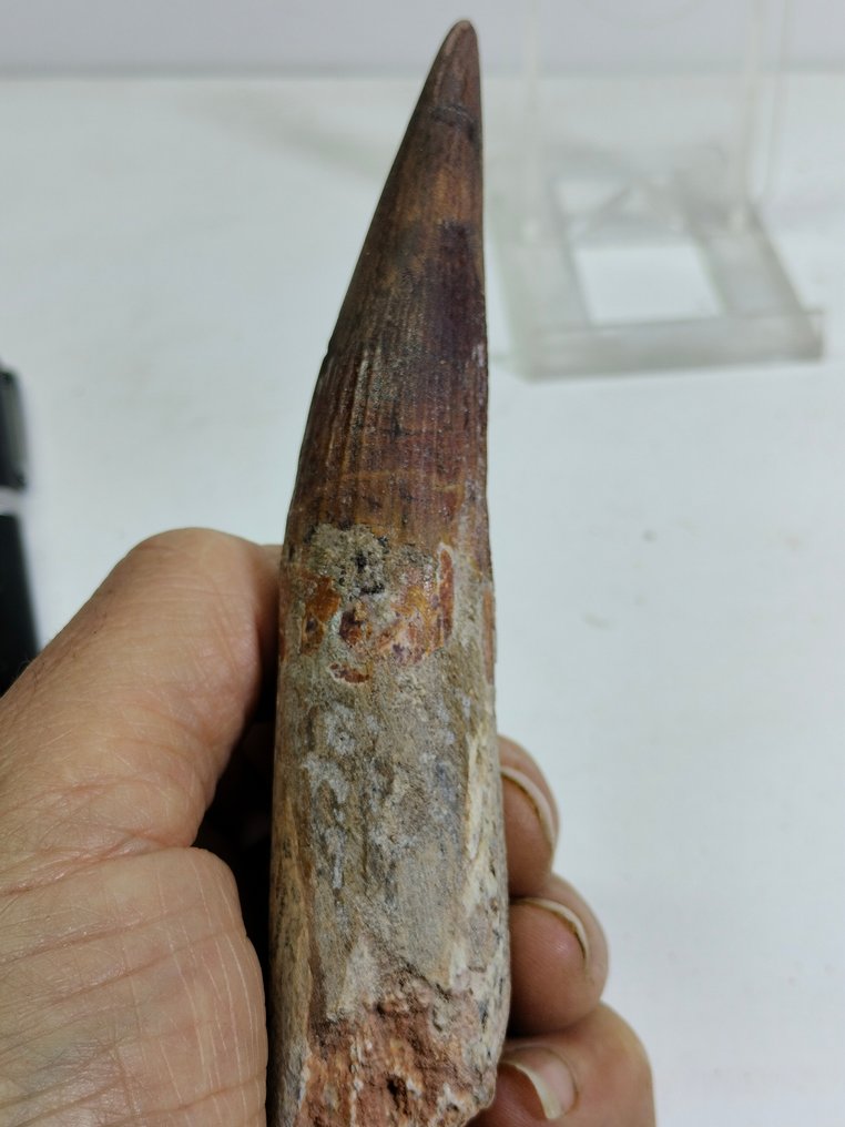 超过 6 英寸的巨大棘龙牙齿 - 牙齿化石 - Espinosaurus Aegyptiacus - 154 mm - 27 mm #2.1