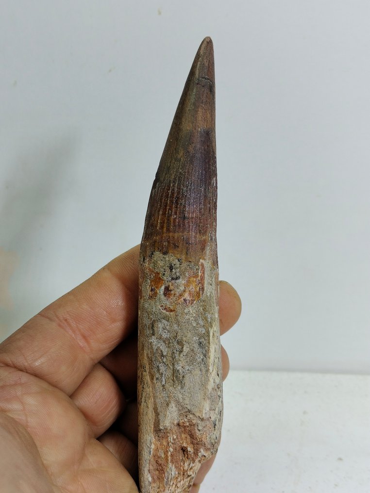 超过 6 英寸的巨大棘龙牙齿 - 牙齿化石 - Espinosaurus Aegyptiacus - 154 mm - 27 mm #1.1