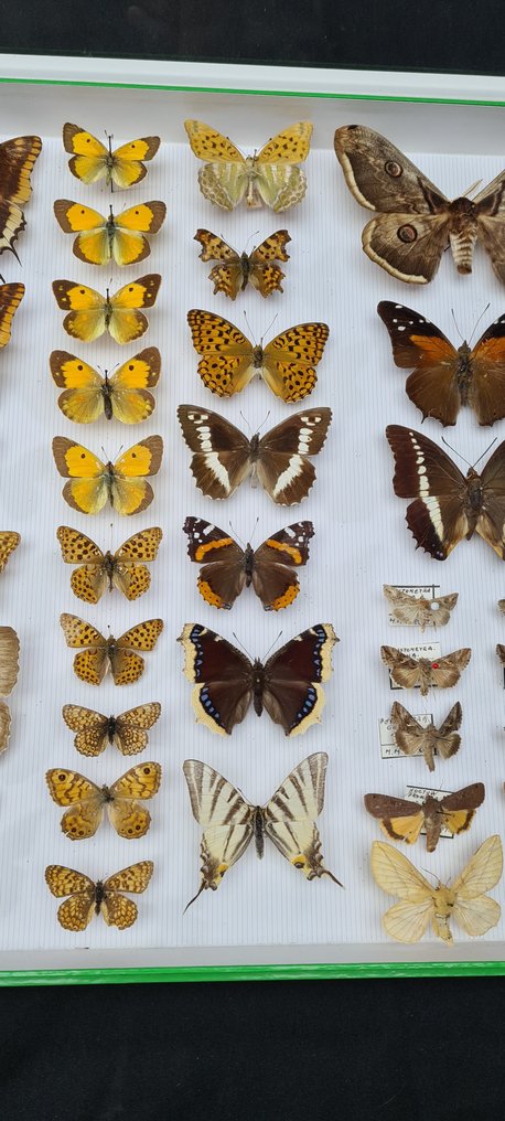 Palearctic Butterfly Collection (50x39cm) - M.MATHELOT - Belgian collection -  - Dioráma Papilionidae sp  - with full data and determination information - 1970-1980 #3.2