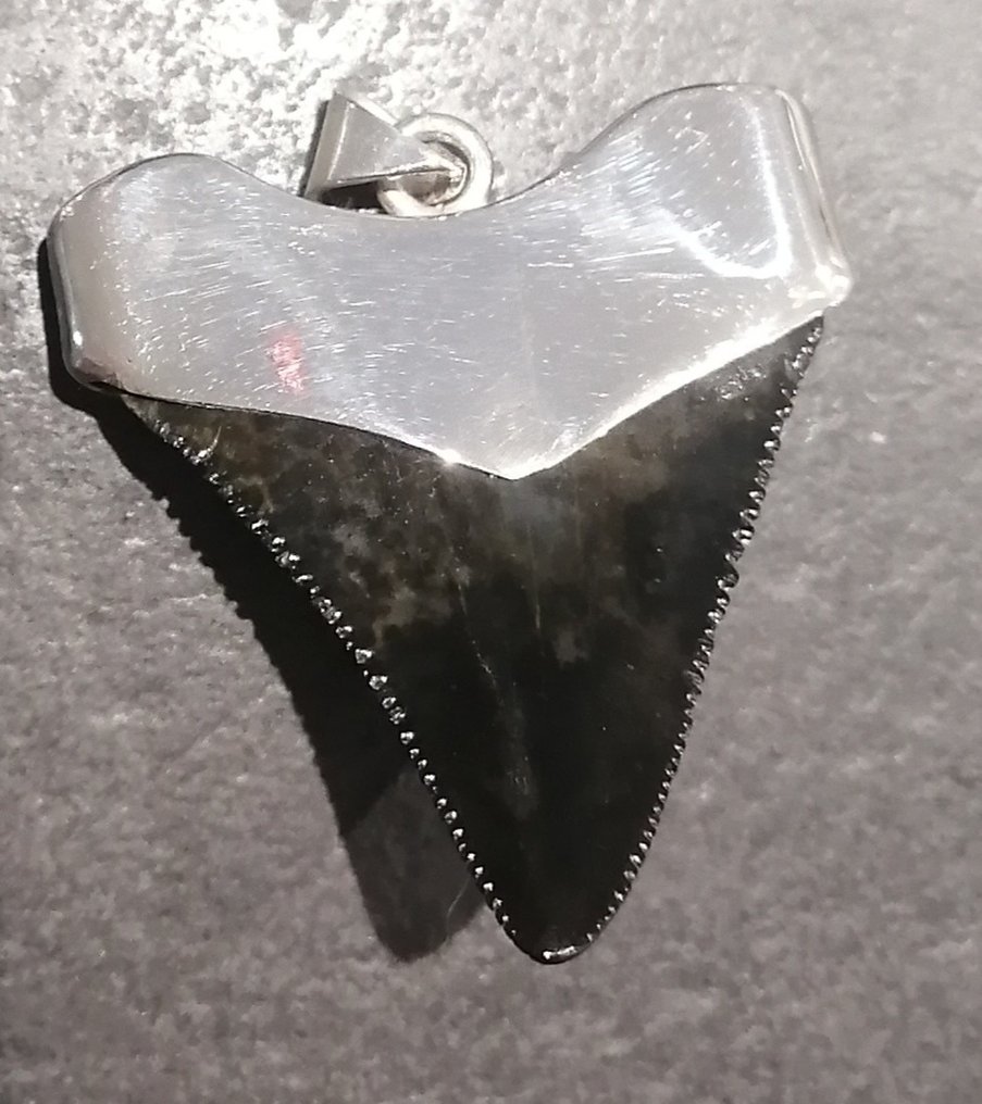 Haj - Fossil tand - 4.2 cm - 3.8 cm #2.1
