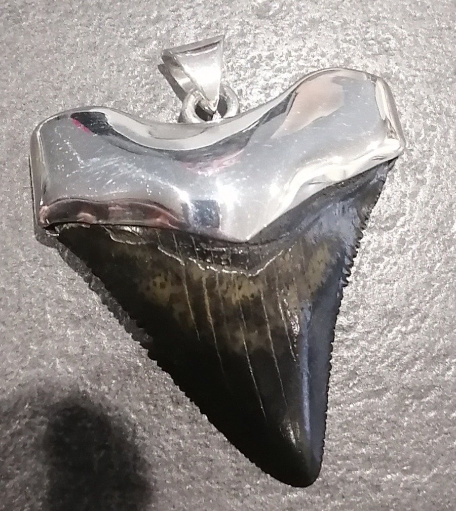 Haj - Fossil tand - 4.2 cm - 3.8 cm #1.2
