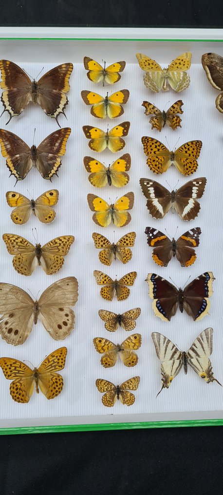 Palearctic Butterfly Collection (50x39cm) - M.MATHELOT - Belgian collection -  - Dioráma Papilionidae sp  - with full data and determination information - 1970-1980 #3.1