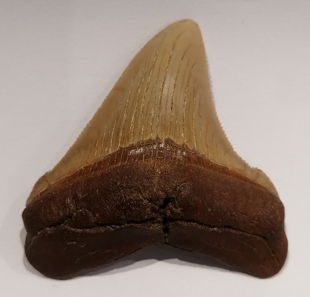Rechin - Dinte fosilă - Carcharocles chubutensis - 6.3 cm - 5.4 cm #2.1