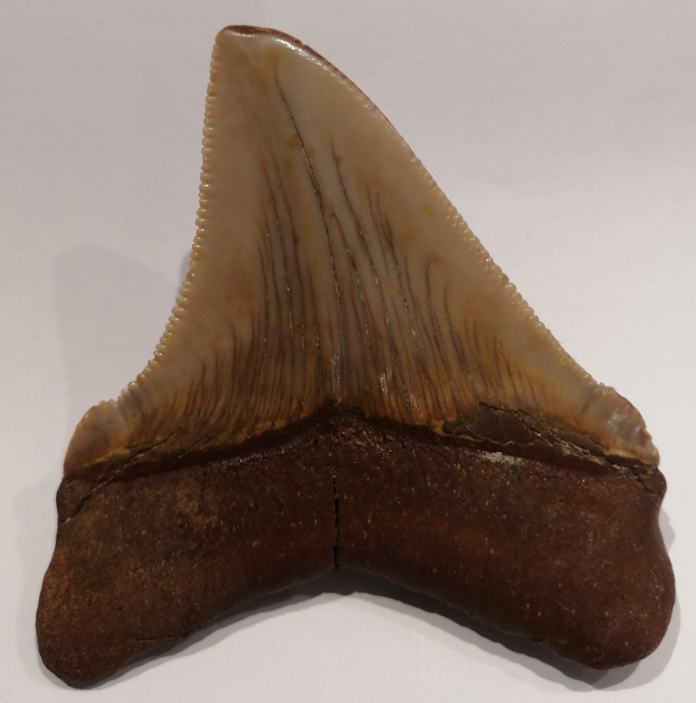 Rechin - Dinte fosilă - Carcharocles chubutensis - 6.3 cm - 5.4 cm #2.2