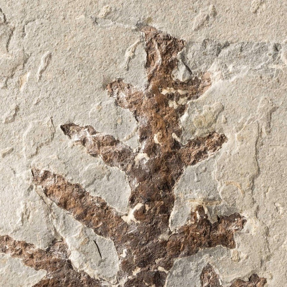 branche de conifère impeccable du temps des dinosaures - Plante fossilisée - Brachyphyllum - 30 cm - 11.6 cm #1.2
