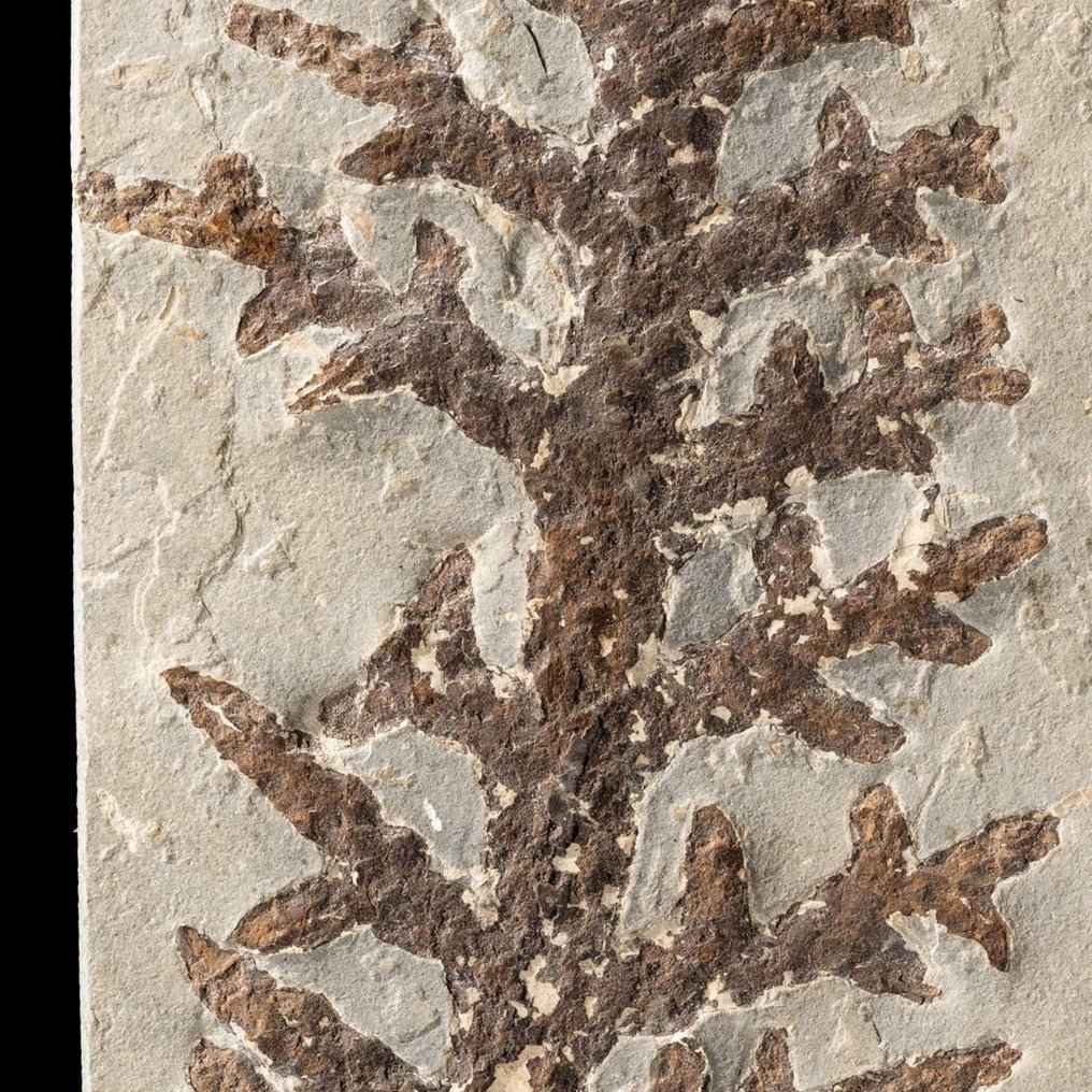 ramură impecabilă de conifere de pe vremea dinozaurilor - Plantă fosilizată - Brachyphyllum - 30 cm - 11.6 cm #2.1