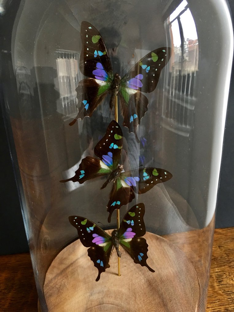 蝴蝶 標本全身支架 - Graphium Weiskei - 27 cm - 14 cm - 14 cm - 非《瀕臨絕種野生動植物國際貿易公約》物種 - 1 #1.2