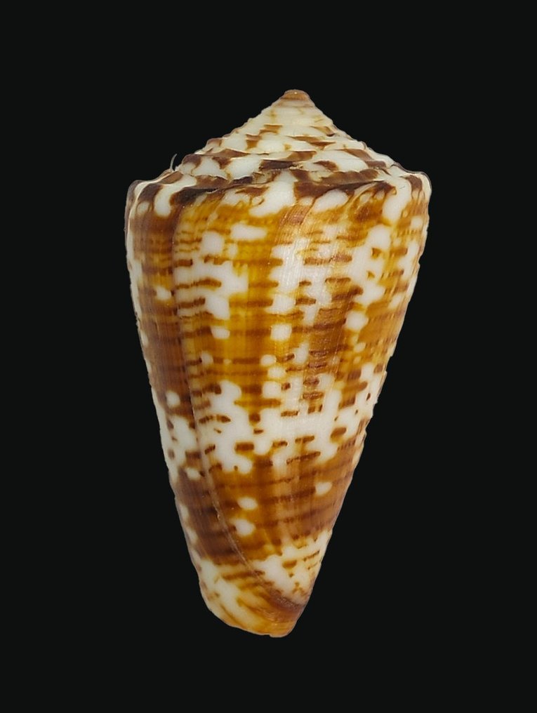 极其罕见！圆锥蜗牛 ┼ 非常非常罕见 ┼ 收藏品 ┼ 骨架 - Conus argillaceus - 0 mm - 0 mm - 5 cm- 非《濒危物种公约》物种 -  (1) #3.1