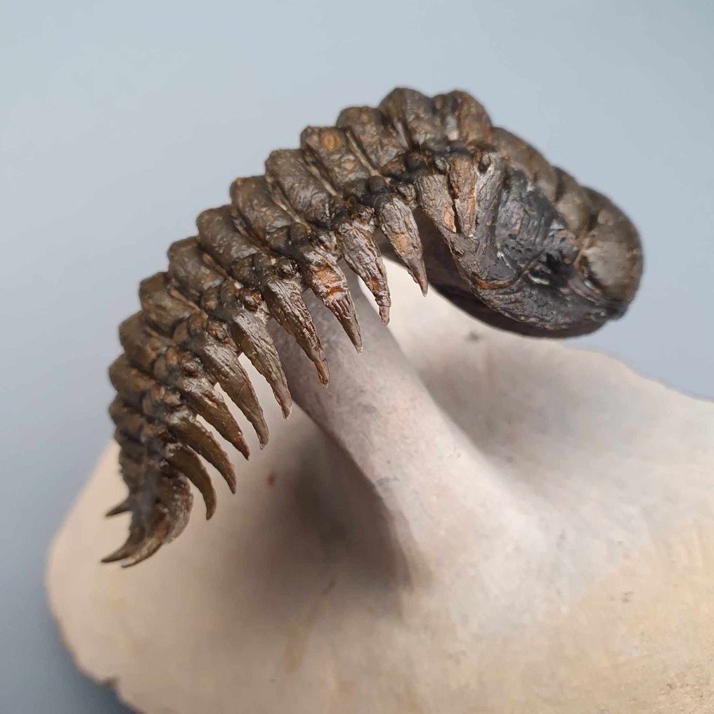 Trilobite - Animal fossilisé - Crotalocephalina gibbus - 6.6 cm - 3.5 cm #1.2