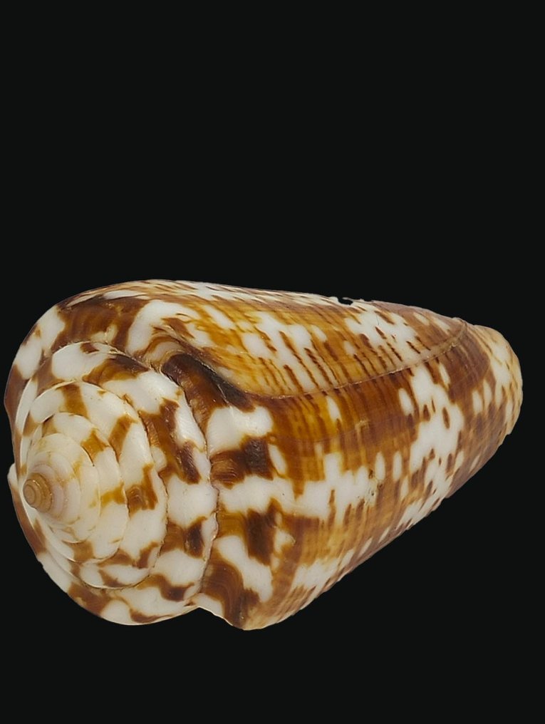 极其罕见！圆锥蜗牛 ┼ 非常非常罕见 ┼ 收藏品 ┼ 骨架 - Conus argillaceus - 0 mm - 0 mm - 5 cm- 非《濒危物种公约》物种 -  (1) #1.2