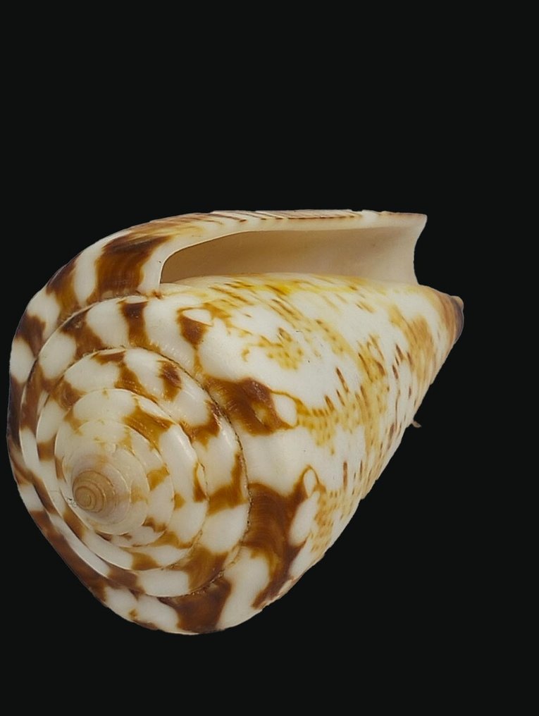EXTREMELY RARE !! Cone Snail ┼ VERY VERY RARE ┼ Collectible ┼ Skeleton - Conus argillaceus - 0 mm - 0 mm - 5 cm- Non-CITES species -  (1) #3.2